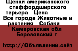 Щенки американского стаффордширского терьера › Цена ­ 20 000 - Все города Животные и растения » Собаки   . Кемеровская обл.,Березовский г.
